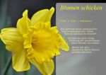 Blumen schicken - CSS
